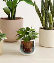 Load image into Gallery viewer, Misty Morning stand:all