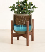 Load image into Gallery viewer, Olive stand:walnut