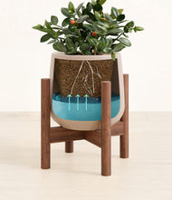 Load image into Gallery viewer, Eternal Gray stand:walnut