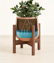 Load image into Gallery viewer, Calm Rose stand:walnut