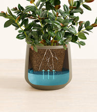 Load image into Gallery viewer, Olive