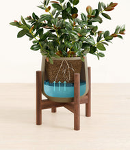 Load image into Gallery viewer, Olive stand:walnut