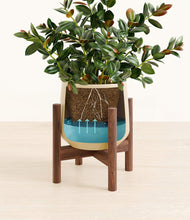 Load image into Gallery viewer, Almond Green stand:walnut