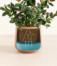 Load image into Gallery viewer, Calm Rose