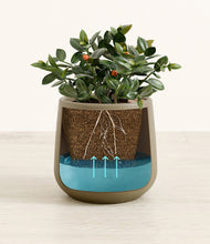 Load image into Gallery viewer, Olive