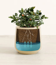 Load image into Gallery viewer, Almond Green