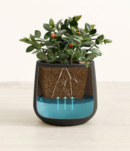 Load image into Gallery viewer, Black