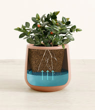 Load image into Gallery viewer, Calm Rose