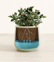 Load image into Gallery viewer, Turquoise