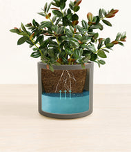 Load image into Gallery viewer, Dark Olive