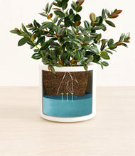 Load image into Gallery viewer, White