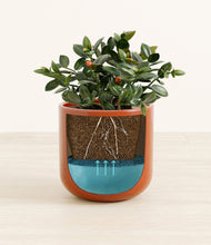 Load image into Gallery viewer, Glossy Red