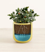 Load image into Gallery viewer, Key Lime Yellow