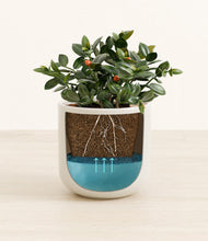 Load image into Gallery viewer, Cotton White