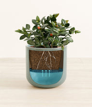 Load image into Gallery viewer, Reactive Aqua