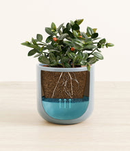 Load image into Gallery viewer, Misty Blue