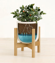 Load image into Gallery viewer, Cotton White stand:bamboo