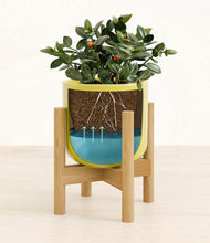 Load image into Gallery viewer, Key Lime Yellow stand:bamboo