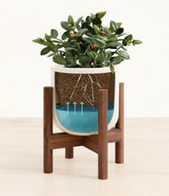 Load image into Gallery viewer, Cotton White stand:walnut