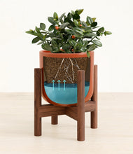 Load image into Gallery viewer, Glossy Red stand:walnut