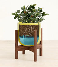 Load image into Gallery viewer, Key Lime Yellow stand:walnut