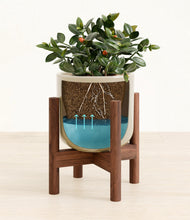 Load image into Gallery viewer, Sage Green stand:walnut