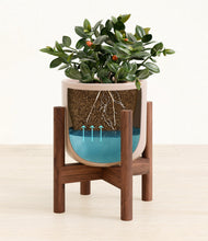 Load image into Gallery viewer, Sandy Pink stand:walnut