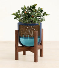 Load image into Gallery viewer, Twilight Blue stand:walnut