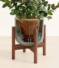 Load image into Gallery viewer, Sage Green stand:walnut