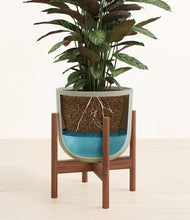 Load image into Gallery viewer, Sage Green stand:walnut