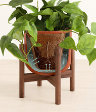 Load image into Gallery viewer, Earth Red stand:walnut