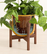 Load image into Gallery viewer, Sunset Orange stand:walnut