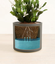 Load image into Gallery viewer, Dark Olive