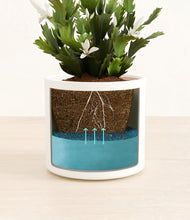 Load image into Gallery viewer, White