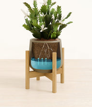 Load image into Gallery viewer, Olive stand:bamboo