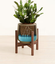 Load image into Gallery viewer, Olive stand:walnut