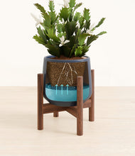 Load image into Gallery viewer, Deep Navy stand:walnut