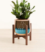 Load image into Gallery viewer, Gentle Pink stand:walnut