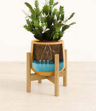 Load image into Gallery viewer, Mustard stand:bamboo