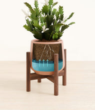 Load image into Gallery viewer, Calm Rose stand:walnut