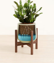 Load image into Gallery viewer, Turquoise stand:walnut