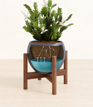 Load image into Gallery viewer, Deep Navy stand:walnut