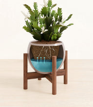 Load image into Gallery viewer, Winter Clouds stand:walnut