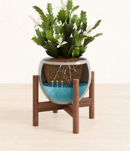 Load image into Gallery viewer, Deep Ocean stand:walnut