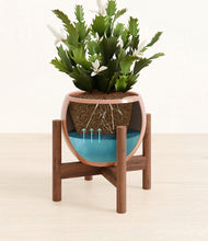 Load image into Gallery viewer, Calm Rose stand:walnut