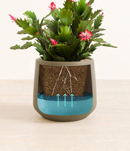 Load image into Gallery viewer, Olive stand:all