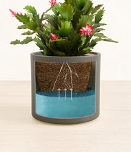 Load image into Gallery viewer, Dark Olive