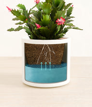 Load image into Gallery viewer, White