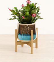 Load image into Gallery viewer, Almond Green stand:bamboo