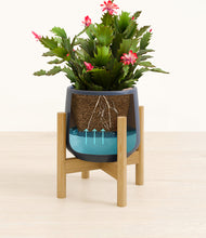 Load image into Gallery viewer, Deep Navy stand:bamboo